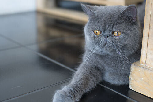 Gato persa tumbado en el suelo