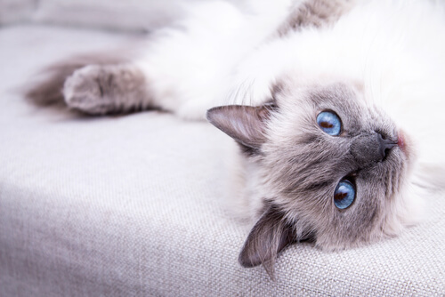 Cuidados del gato ragdoll: 6 recomendaciones