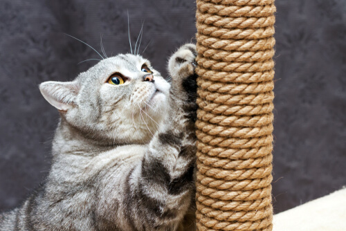 Gato con rascador