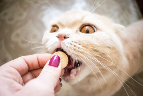 Gato tomando pastilla