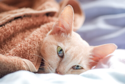 Epilepsia y convulsiones en gatos: causas y tratamientos