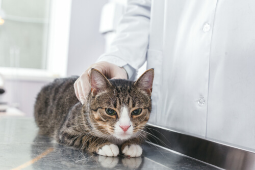 Gato no veterinário
