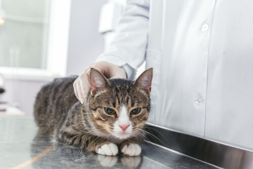 Gato en el veterinario