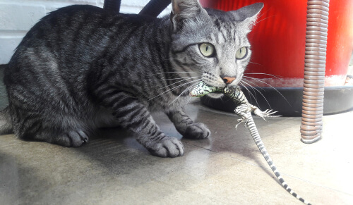 Los gatos cazan pero no matan