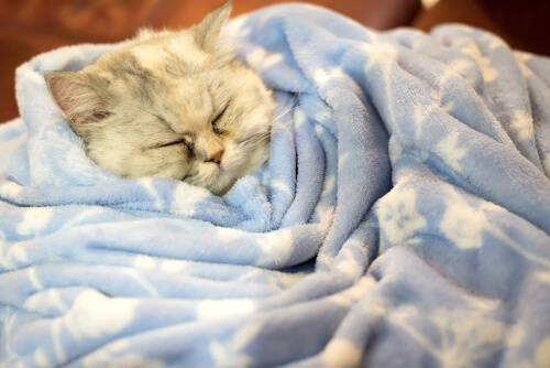 ¿Los gatos hibernan en invierno?