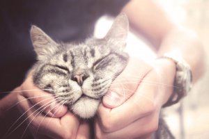 Razas de gatos más amigables: ¿cuáles son?