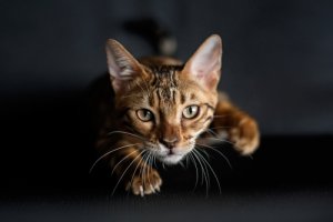 ¿Por qué los gatos tienen bigotes en sus patas delanteras?