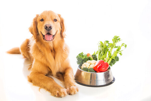 El golden retriever es uno de los perros que siempre tienen hambre