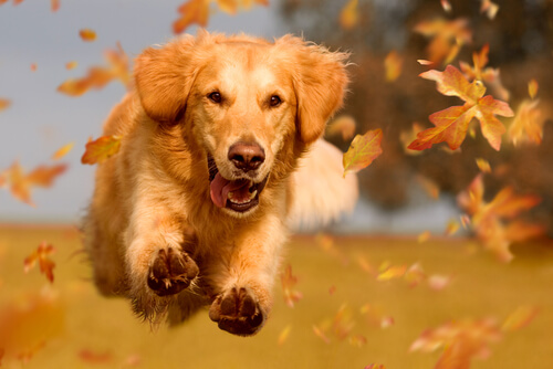 Golden retriever saltando