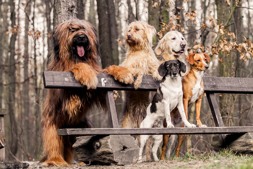 Grupo de perros en el parque