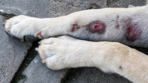 Patas hinchadas en perros: causas y síntomas