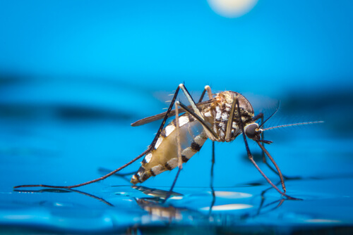 Insectos que pueden afectar a tu perro