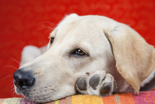 Causas del letargo en perros