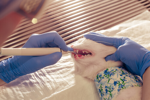 Limpieza de los dientes del gato