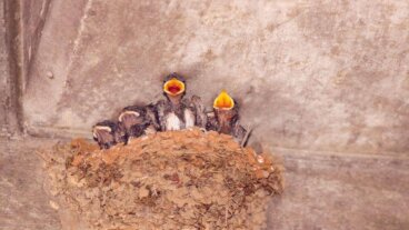 Efectos y sanciones legales de destruir nidos