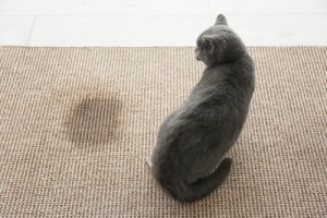 ¿Cómo eliminar la orina del gato del hogar?