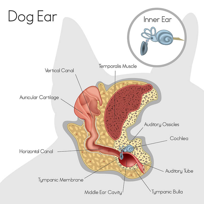 Partes del oído del perro