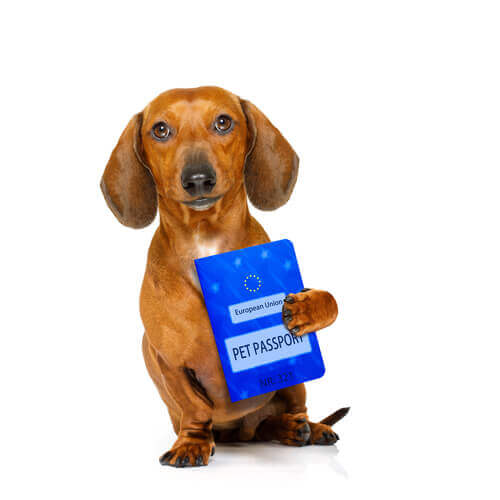Pasaporte europeo para perros
