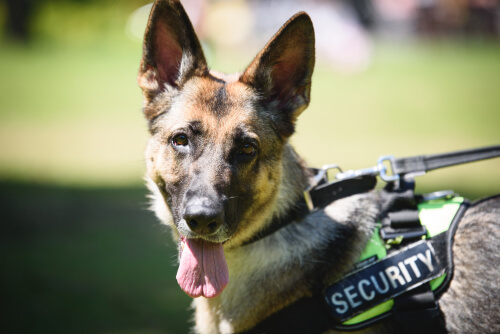 La vida de los perros policía: entrenamiento y jubilación
