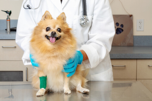 Patas hinchadas en perros