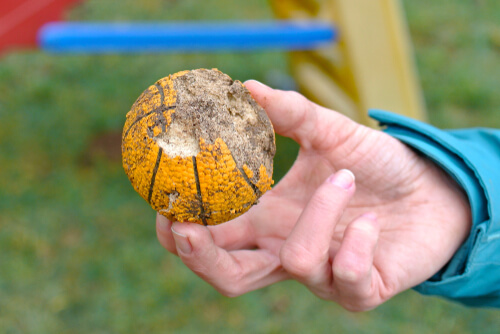 Pelota mordisqueada por un perro