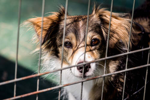Perro abandonado entre rejas