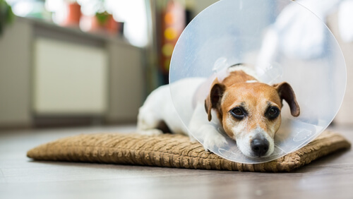 Perro con collarín tumbado