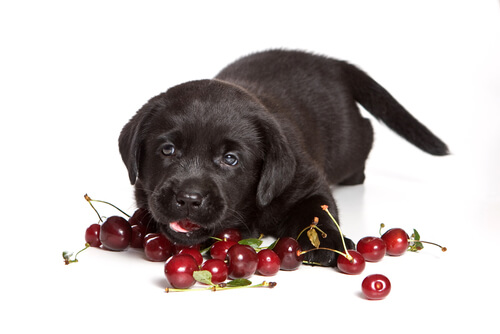 Las cerezas están entre los alimentos tóxicos para perros