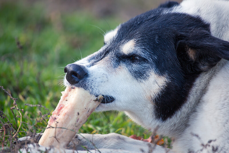 Dieta BARF para perros: ¿qué opinan los expertos?