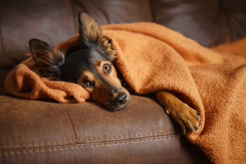 Perro enfermo en el sofá