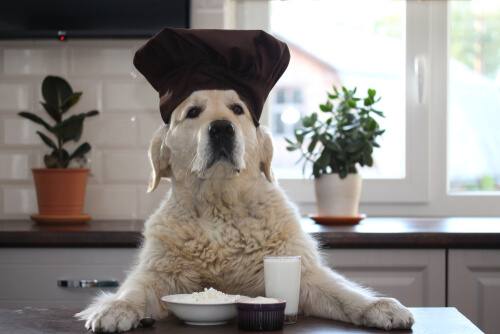 Perro con gorro de cocinero