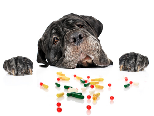 Perro intenta ingerir medicamentos
