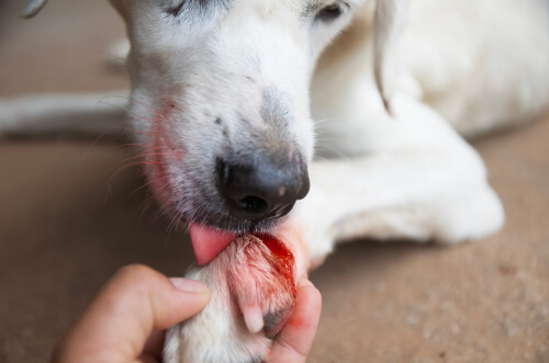 Perro lamiéndose herida