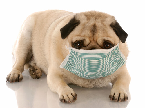 Perro con máscara por alergia