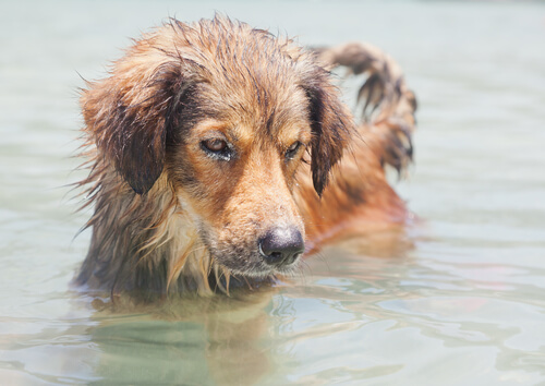 Perro metido en el agua de mar