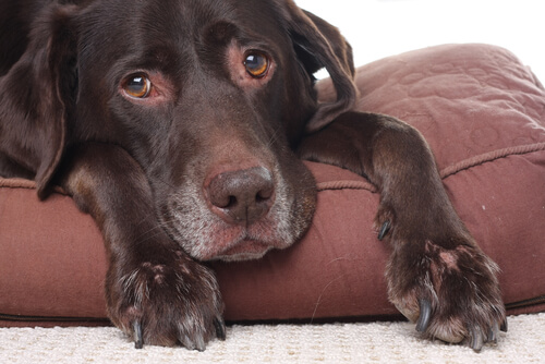 ¿Los perros pueden tener dolores de cabeza?