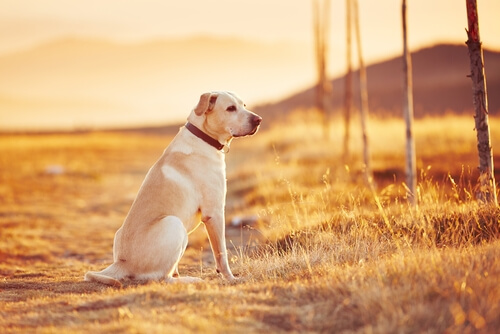 Perro en la puesta de sol