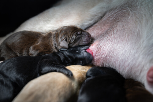 Cachorro siendo amamantado.