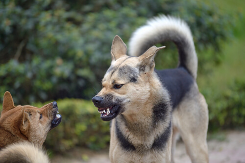 Perros y comportamiento territorial: ¿a qué se debe?