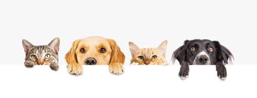 Perros y gatos asomados