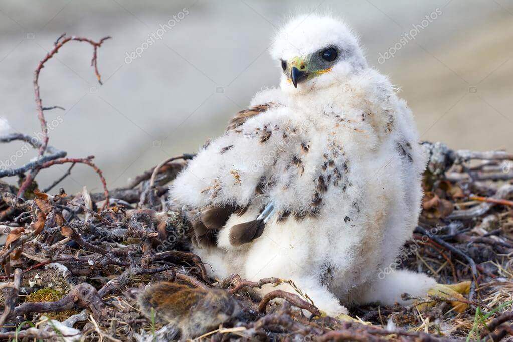 Pollo huérfano en el nido