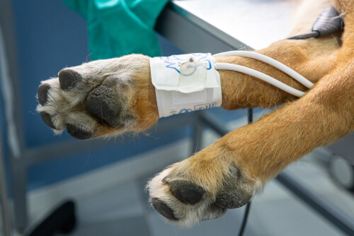 Presión arterial alta en perros: causas y tratamientos