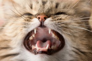 Problemas en los dientes de los gatos: ¿qué hacer?