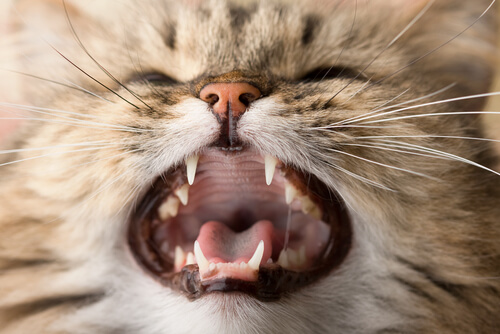Problemas en los dientes de los gatos: ¿qué hacer?