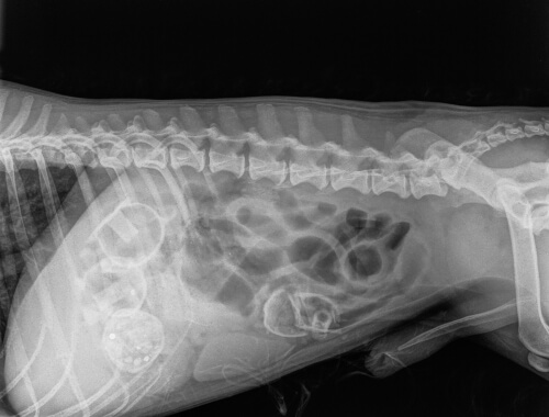 Radiografía de la cavidad abdominal del perro