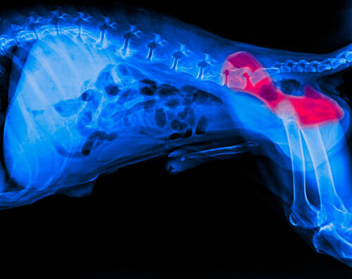 Radiografía de la displasia de cadera en perros