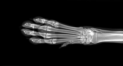 Radiografía de la pata de un perro