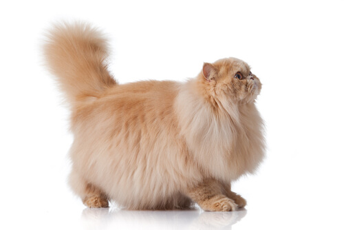 Problemas de piel en gatos de raza persa