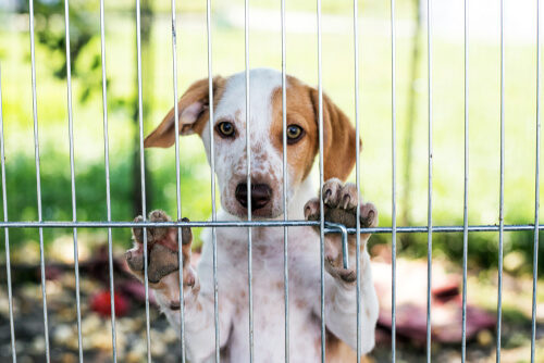 Cómo elegir la residencia canina más adecuada