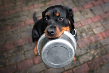 ¿Cuál es la dieta más adecuada para el rottweiler?